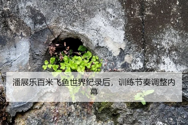 潘展乐百米飞鱼世界纪录后，训练节奏调整内幕